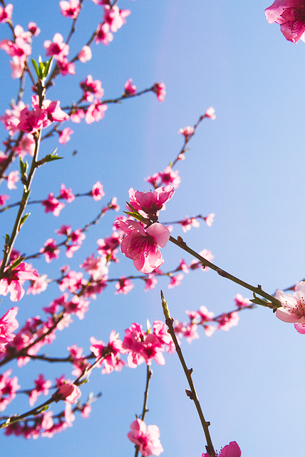 Naturaleza, Flor, Planta, Florecer