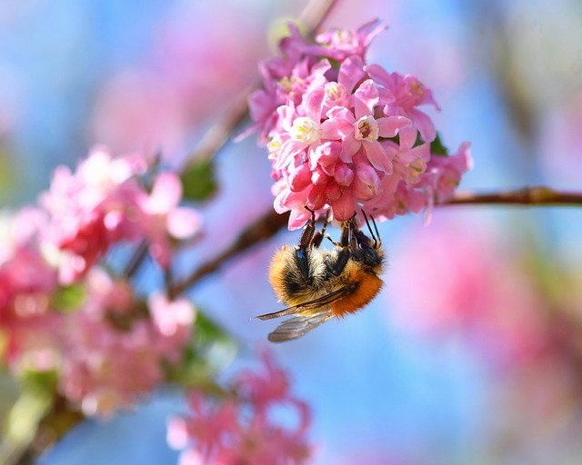 Free Bourdon Insect photo and picture