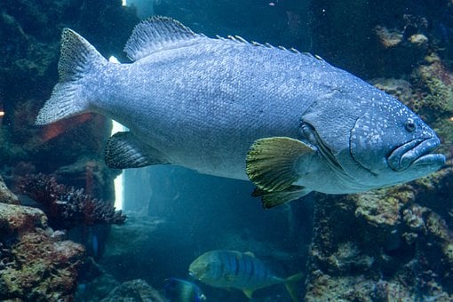 Vis, Aquarium, Water, Onderwater, Koraal