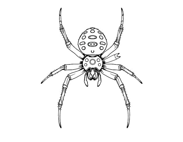 Spinne, Insekt, Kriechen, Spinnennetz