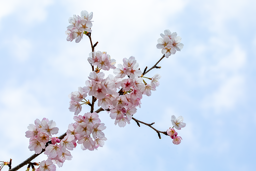 Free Cherry Blossoms Sky photo and picture