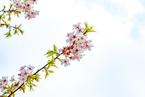 Free Cherry Blossom Twig photo and picture