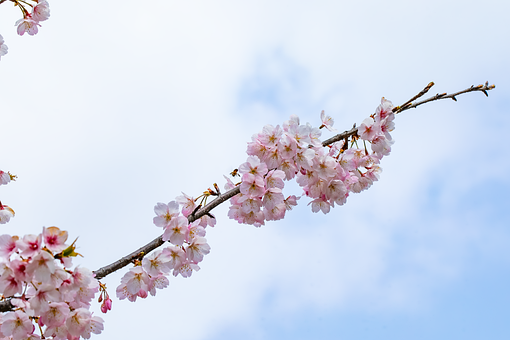 Free Spring Flowers photo and picture
