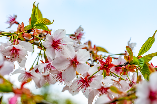 Free Cherry Blossom Pink Flowers photo and picture