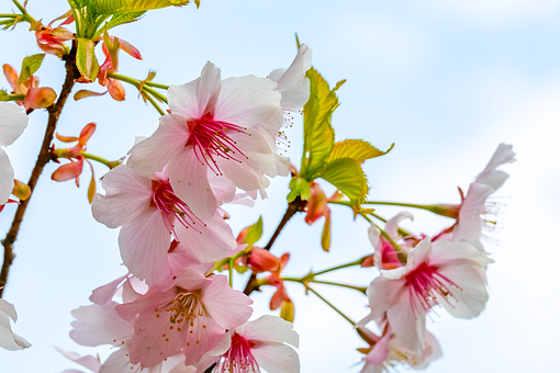 Free Sakura Spring Blossom photo and picture