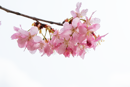 Kirschblüte, Frühling, Natur