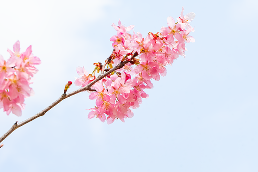 Free Cherry Blossom Pink Flowers photo and picture