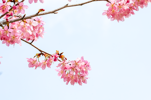 Free Cherry Blossom Pink Flowers photo and picture