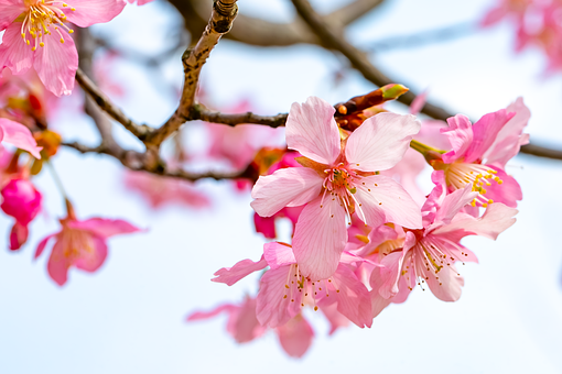 Free Cherry Blossom Pink Flowers photo and picture
