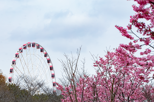 Free Ferris Wheel Cherry Blossoms photo and picture