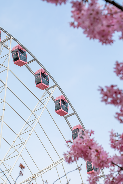 Free Ferris Wheel Cherry Blossoms photo and picture