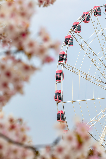 Free Ferris Wheel Cherry Blossom photo and picture