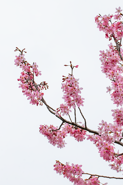 Free Cherry Blossoms Spring photo and picture