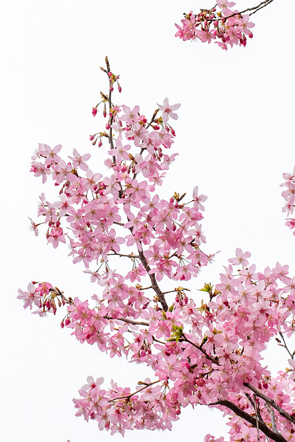 Free Blossoms Spring photo and picture