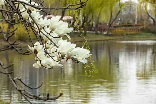Free Magnolia White photo and picture