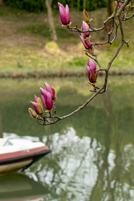 Free Magnolia Pink photo and picture