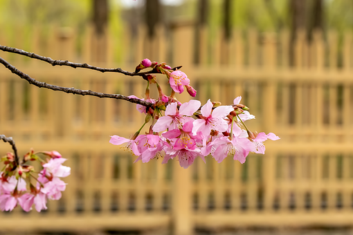 Free Spring Cherry Blossom photo and picture