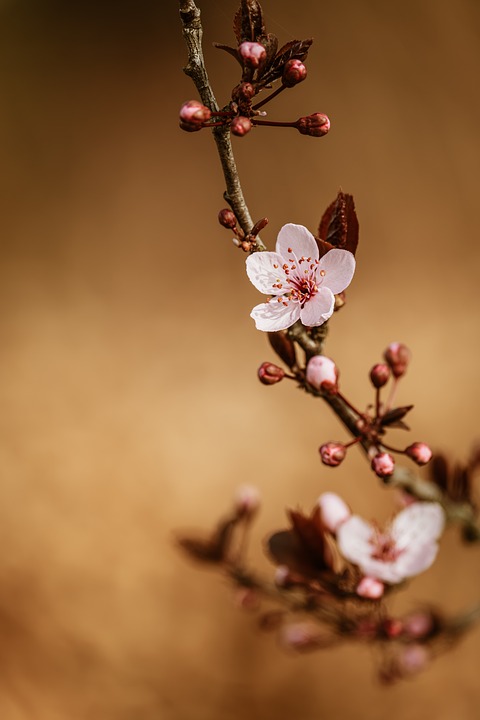 杏仁花 粉红色的花 春天的花 - Pixabay上的免费照片
