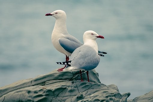 Free Gulls Seagulls photo and picture