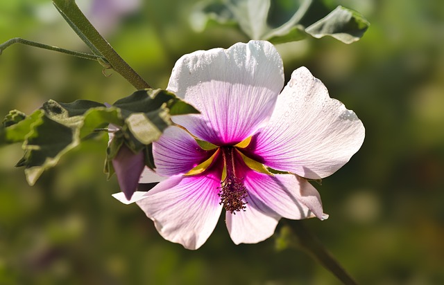 Free Flower Hibiscus photo and picture