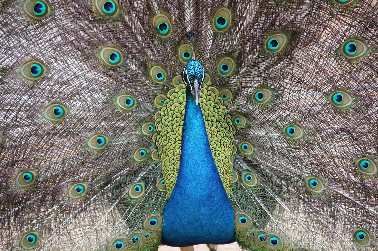 Peacock - free online jigsaw puzzle photo