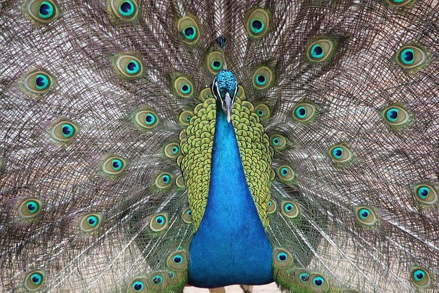 peacock, nature, bird, feathers, animal, plumage, pattern, colorful, multicoloured, peafowl, avian, wildlife, dazzling, crown