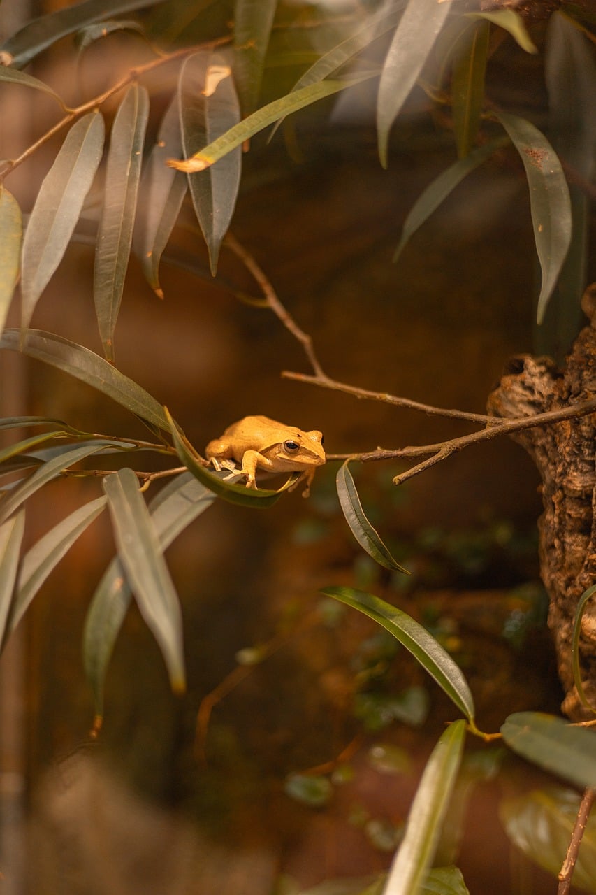 Frog Tree Small - Free photo on Pixabay