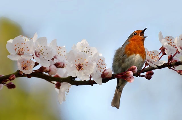 Bird, robin, nature and songbird — photo by neelam279