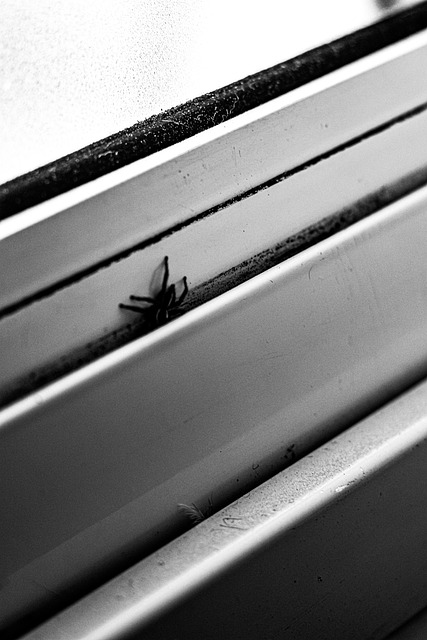Free Preto E Branco Alto Contraste photo and picture
