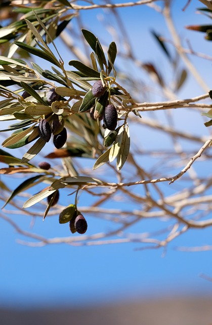 Aceitunas, Rama De Olivo, Grecia