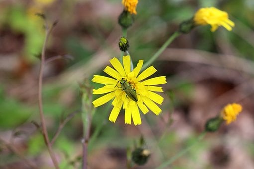 Free Anthaxia Hungarica Beetle photo and picture