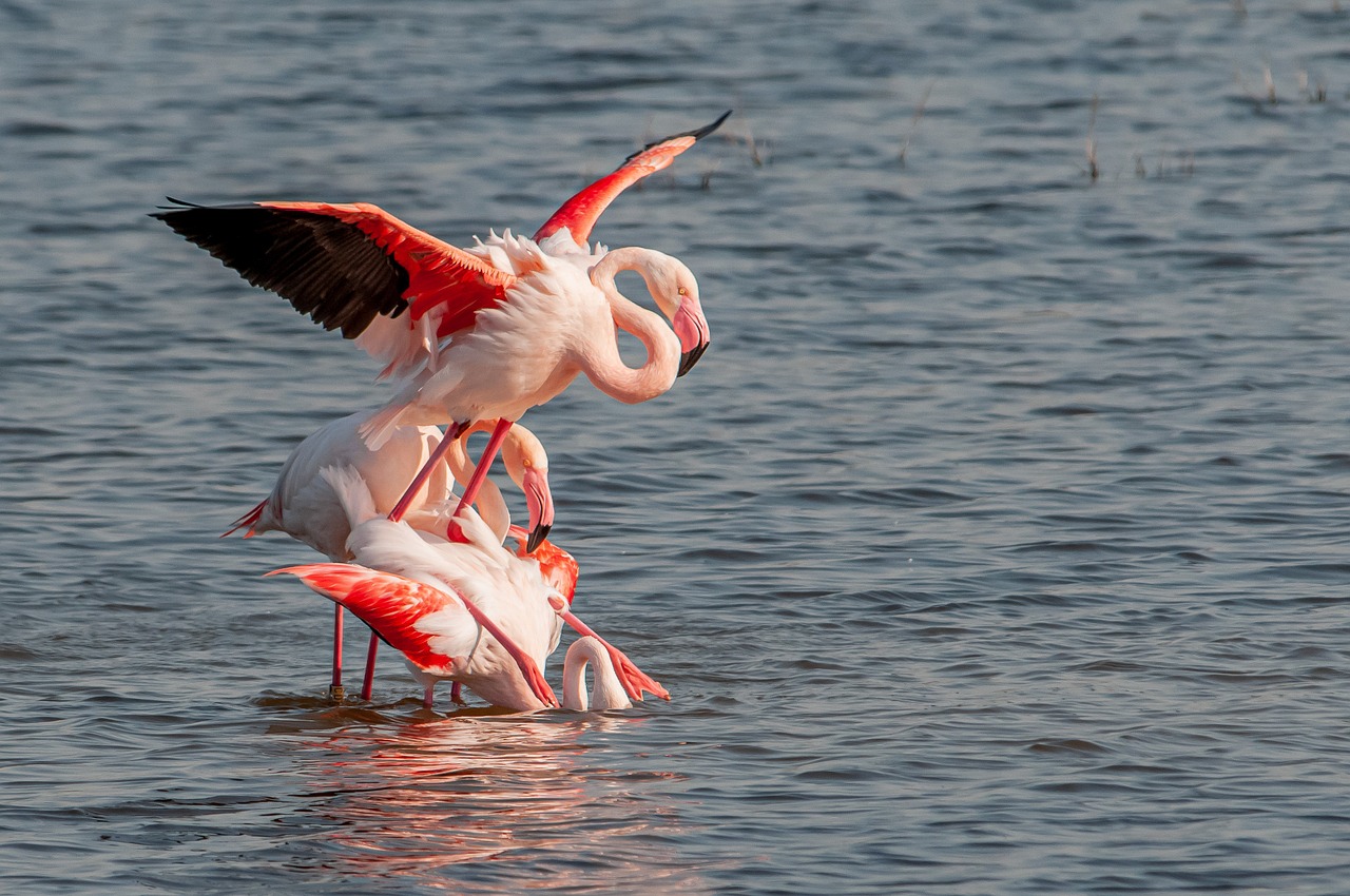 Animal Behavior Birds - Free photo on Pixabay