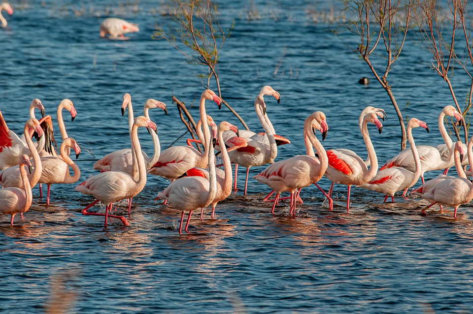 Animal Birds Camargue - Free photo on Pixabay