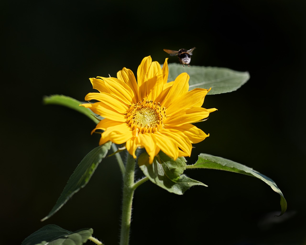 Sunflower Bee Bumblebee - Free photo on Pixabay
