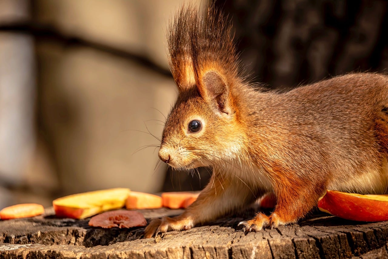Squirrel Nature Small Mammal - Free photo on Pixabay