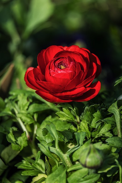 Free Ranunculus Spring Flower photo and picture