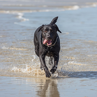Free Black Dog Running Dog illustration and picture