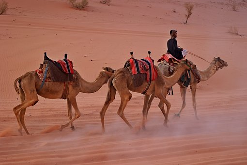 Jordán, Desierto, Naturaleza, Animal