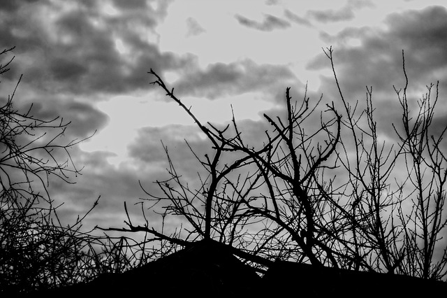 Negro, Naturaleza, Blanco, Textura