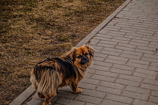 Perro, Animal, Mascota, Canino, Mamífero