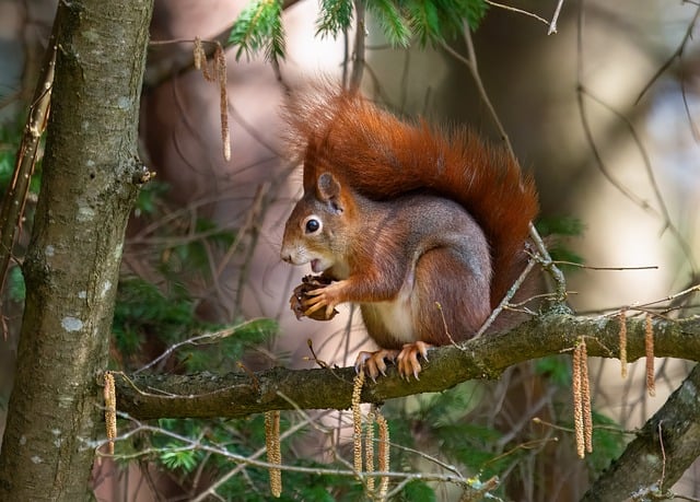 Free Squirrel Wildlife photo and picture