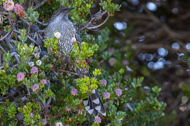 Dyreliv, Fugler, Hvatlebird, Natur