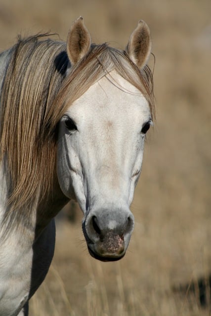 Pferd, Natur, Tier, Säugetier, Pferde