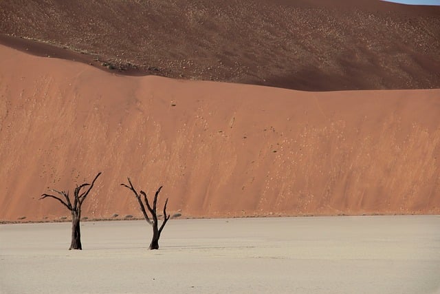 namibia, africa, desert, sand, nature, dune, namib, sossusvlei, tree