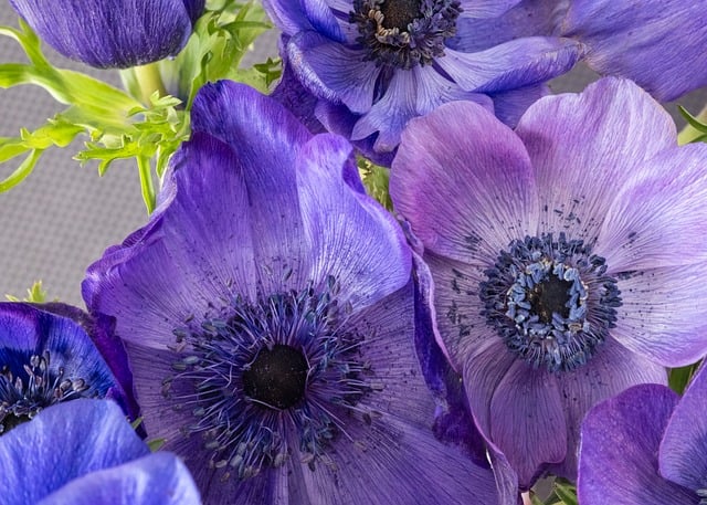 Free Anemone Nature photo and picture