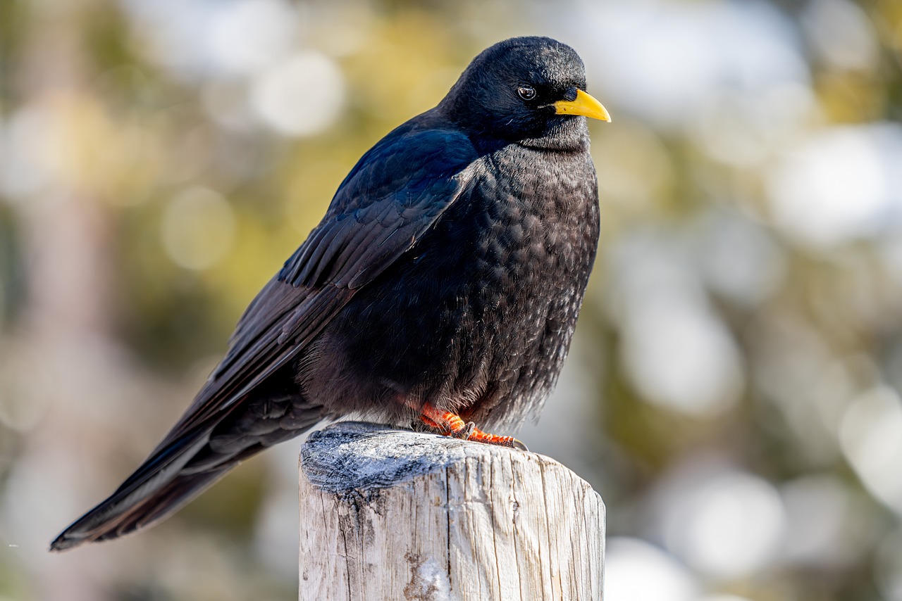 Alpine Chough Wildlife Bird - Free photo on Pixabay