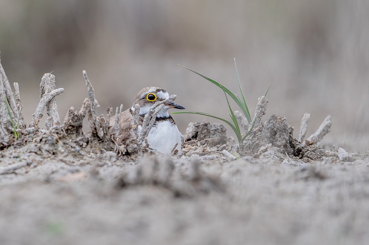 Comportamiento De Las Aves Primer - Foto gratis en Pixabay