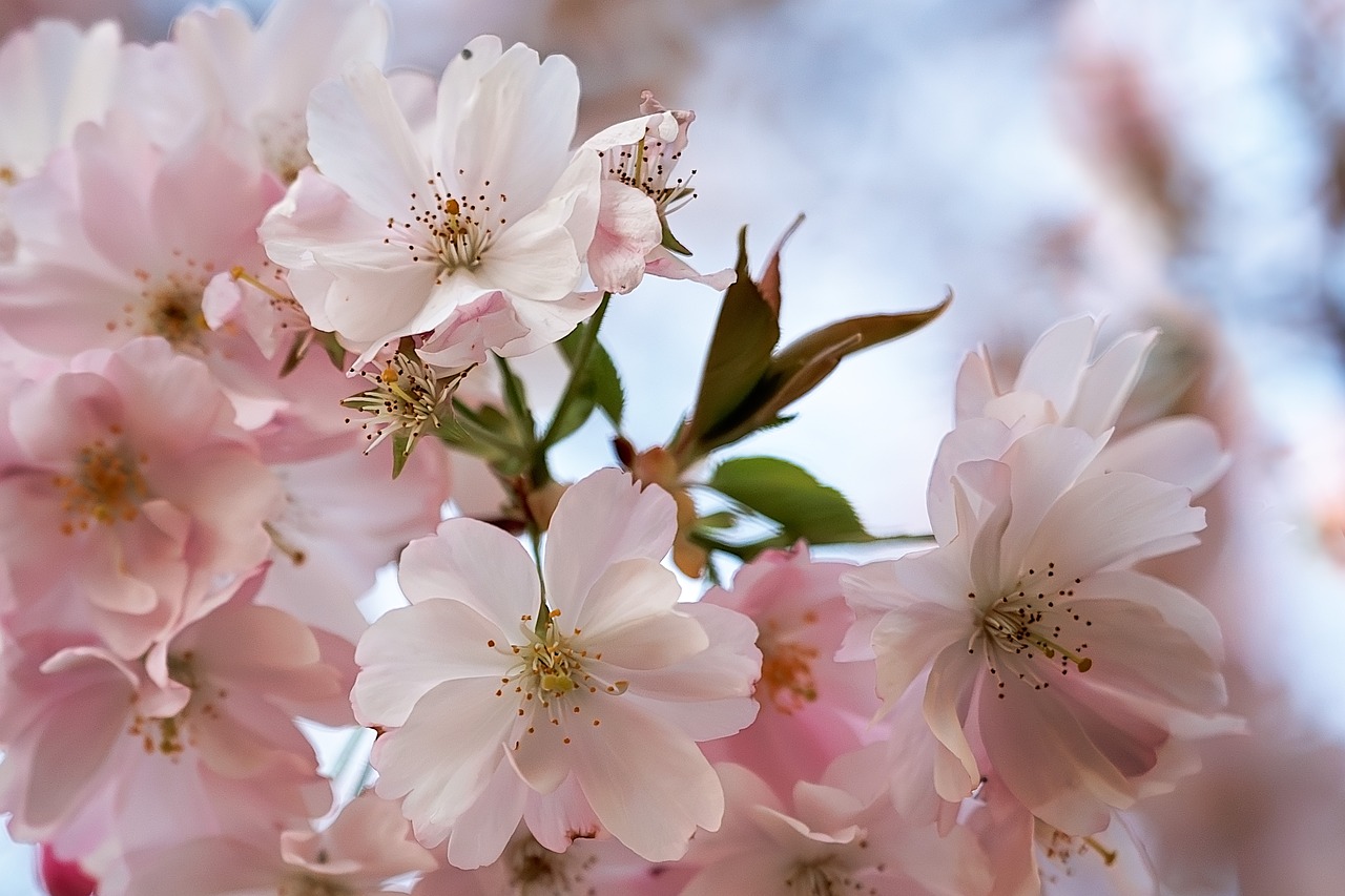 Spring Nature Bloom - Free photo on Pixabay
