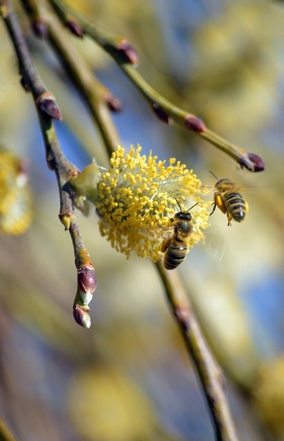 Free Bee Honey Bee photo and picture