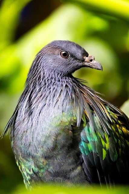 Free Bird Green photo and picture